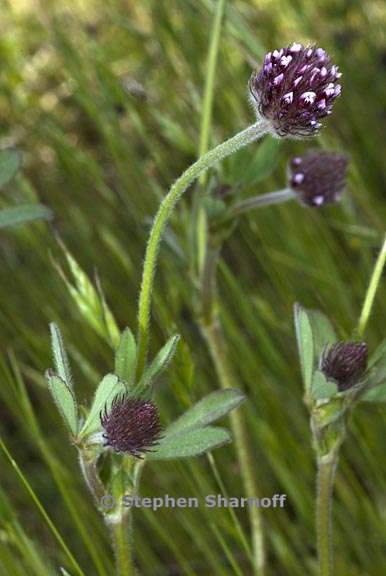 trifolium albopurpureum 1 graphic